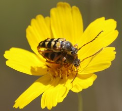 Typocerus