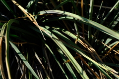 Kniphofia sarmentosa