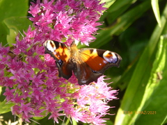 Aglais io