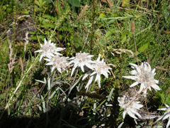 Leontopodium ochroleucum