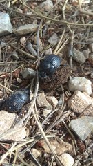 Scarabaeus laticollis