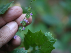 Pogostemon paniculatus