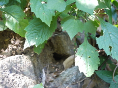 Pogostemon paniculatus