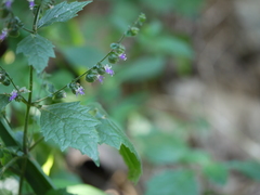 Pogostemon paniculatus