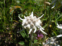 Leontopodium ochroleucum