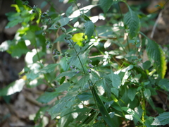 Pogostemon paniculatus