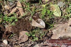 Archaeoprepona chromus