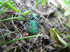 Cicindela ohlone