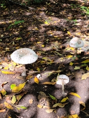 Chlorophyllum molybdites