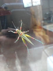 Hesperotettix viridis