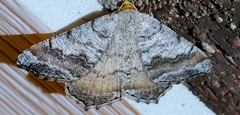 Macaria multilineata