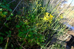 Cineraria alchemilloides