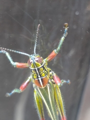 Hesperotettix viridis