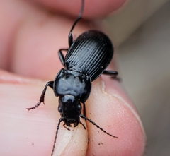Pterostichus melas