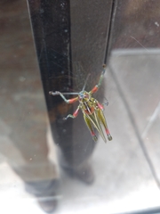 Hesperotettix viridis