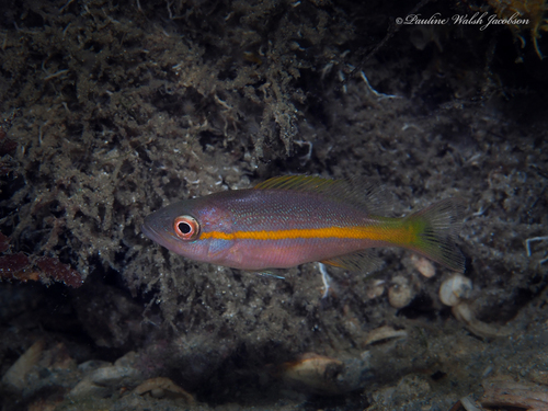 Foto de Rabirrubia (Ocyurus chrysurus)