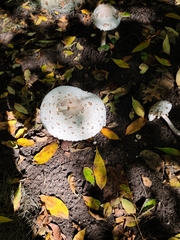 Chlorophyllum molybdites