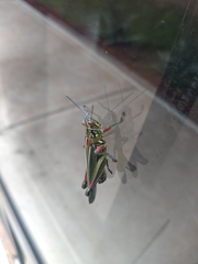 Hesperotettix viridis