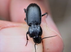 Pterostichus melas