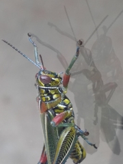 Hesperotettix viridis