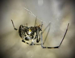 Parasteatoda tepidariorum