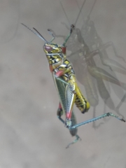 Hesperotettix viridis