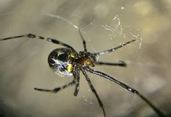 Parasteatoda tepidariorum