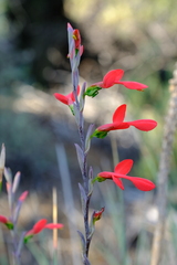 Gladiolus splendens