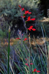 Gladiolus splendens