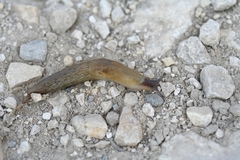 Deroceras caucasicum