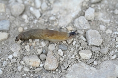 Deroceras caucasicum