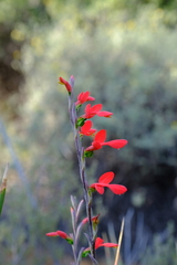 Gladiolus splendens
