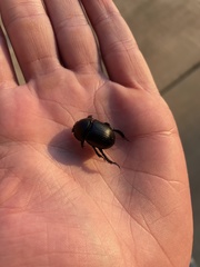 Geotrupes blackburnii