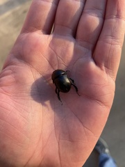 Geotrupes blackburnii