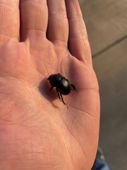 Geotrupes blackburnii
