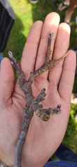 Monilinia fructigena