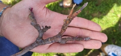 Monilinia fructigena