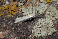 Pleurota aristella