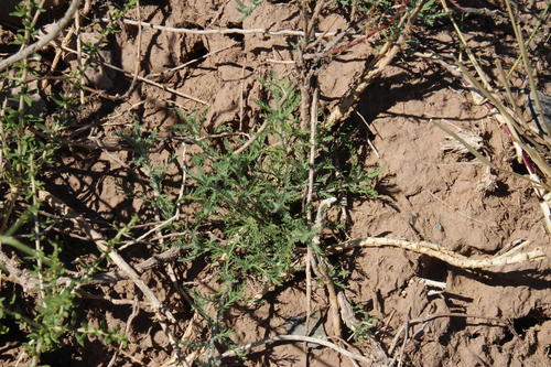 Senecio achilleifolius, photograph 5