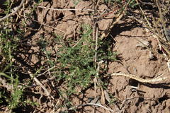 Senecio achilleifolius