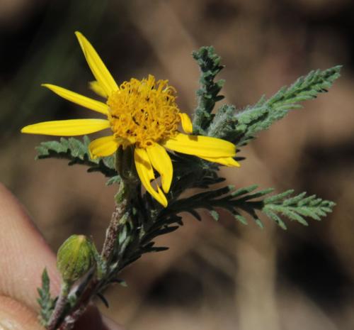 Senecio achilleifolius, photograph 6