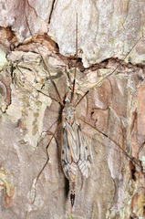 Tipula longiventris