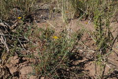 Senecio achilleifolius