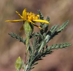 Senecio achilleifolius