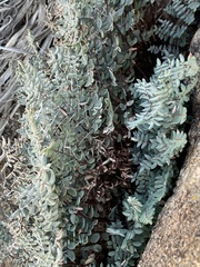 Pellaea truncata