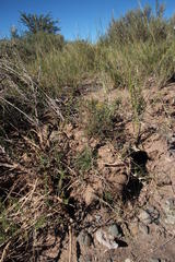 Senecio achilleifolius