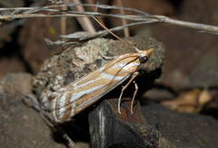 Gymnancyla craticulella