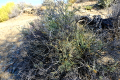 Oedera glandulosa
