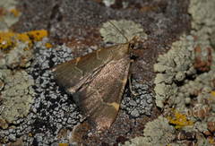 Hypsopygia rubidalis
