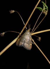 Hypsopygia rubidalis